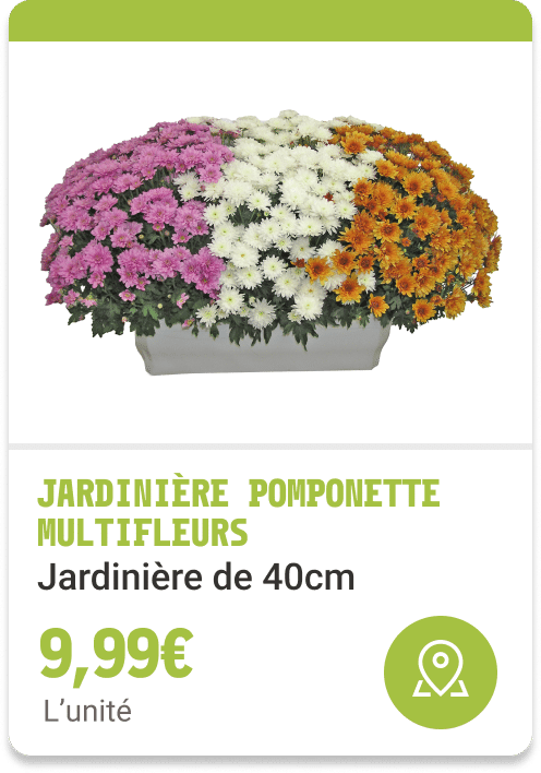 5- jardinière pomponette multifleurs